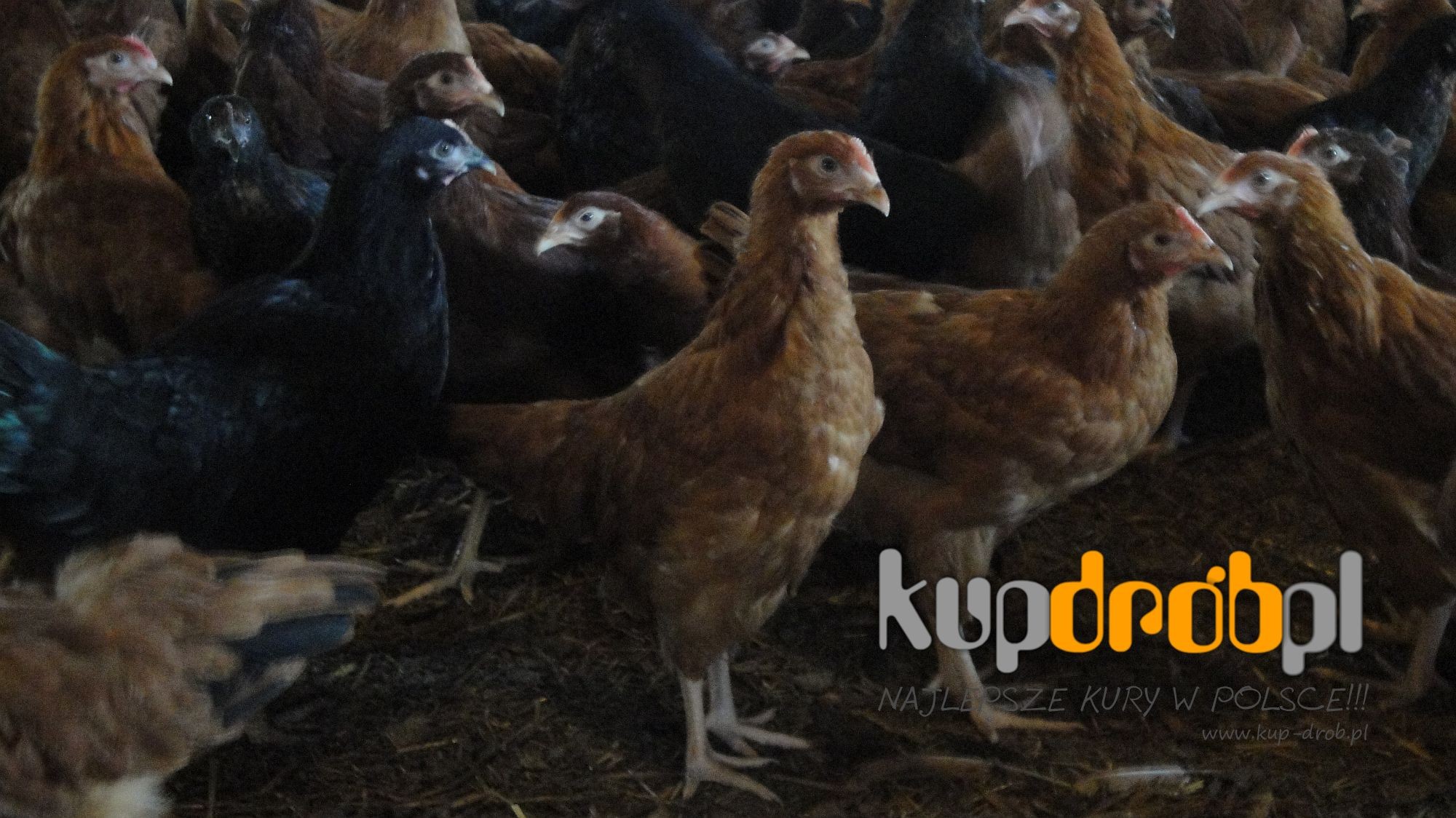 KURY Nioski ROSA 14 tyg. - Piękne! Uczciwy wiek !! JAKOŚĆ NAJWYŻSZA!! — zdjęcie 6