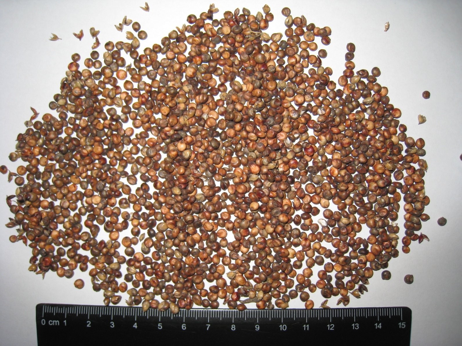 sprzedam sorgo