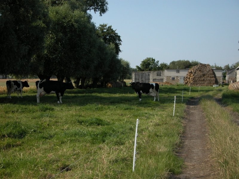 Sprzedam gospodarstwo rolne, mazowieckie — zdjęcie 4