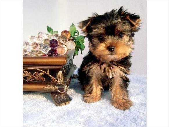 Lovely suchen herausragende Teetasse Yorkie Welpen