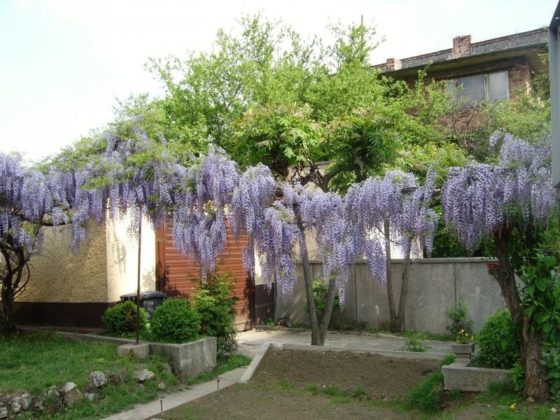 Glicynia (visteria) — zdjęcie 2