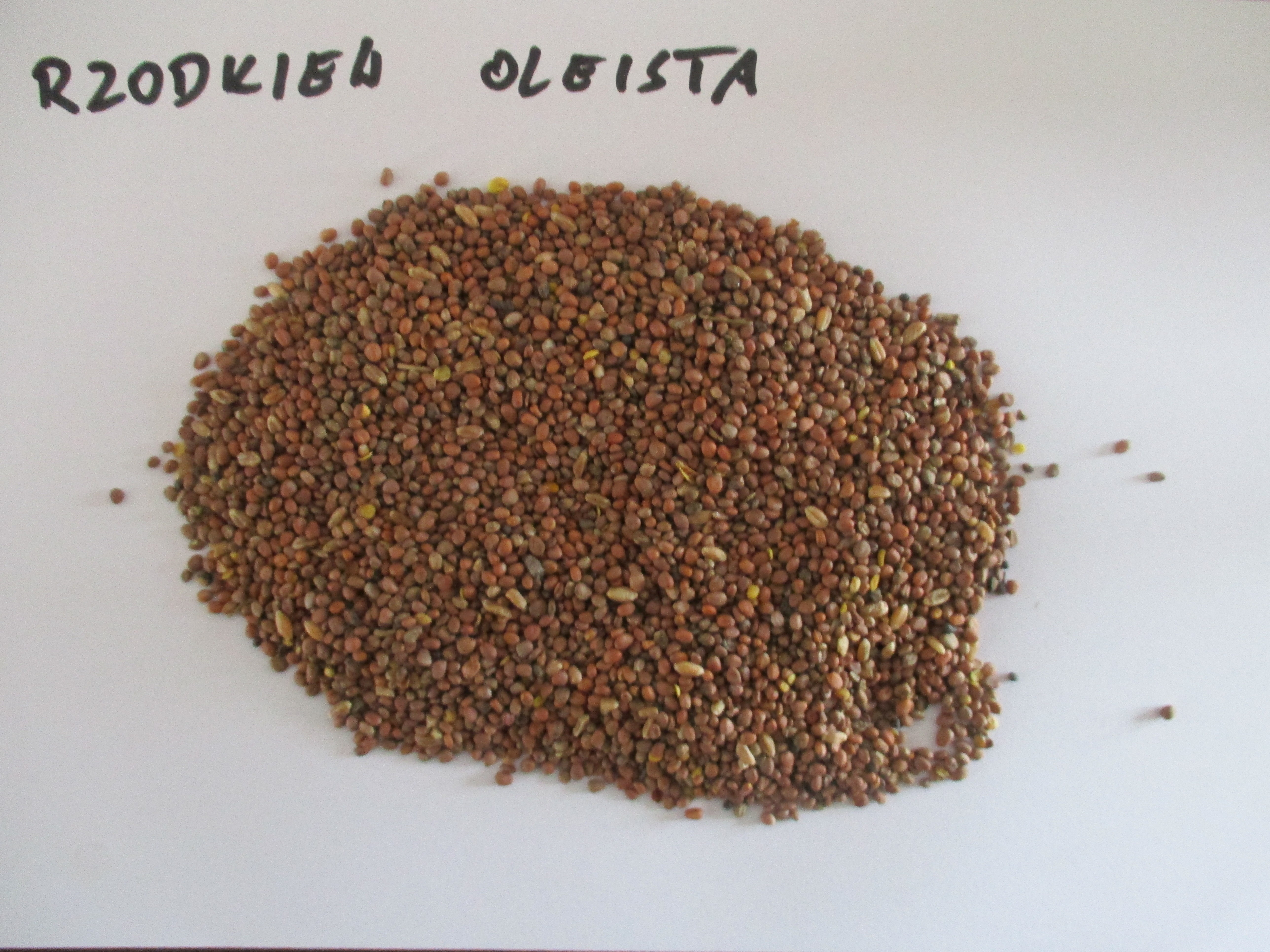 Sprzedam Wyka, Gorczyca, Łubin, Rzodkiew oleista, Facelia, Gryka — zdjęcie 2