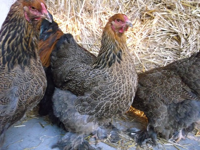 Brahma kuropatwiana brahmy drób jajka jaja kurczaki kura  — zdjęcie 8