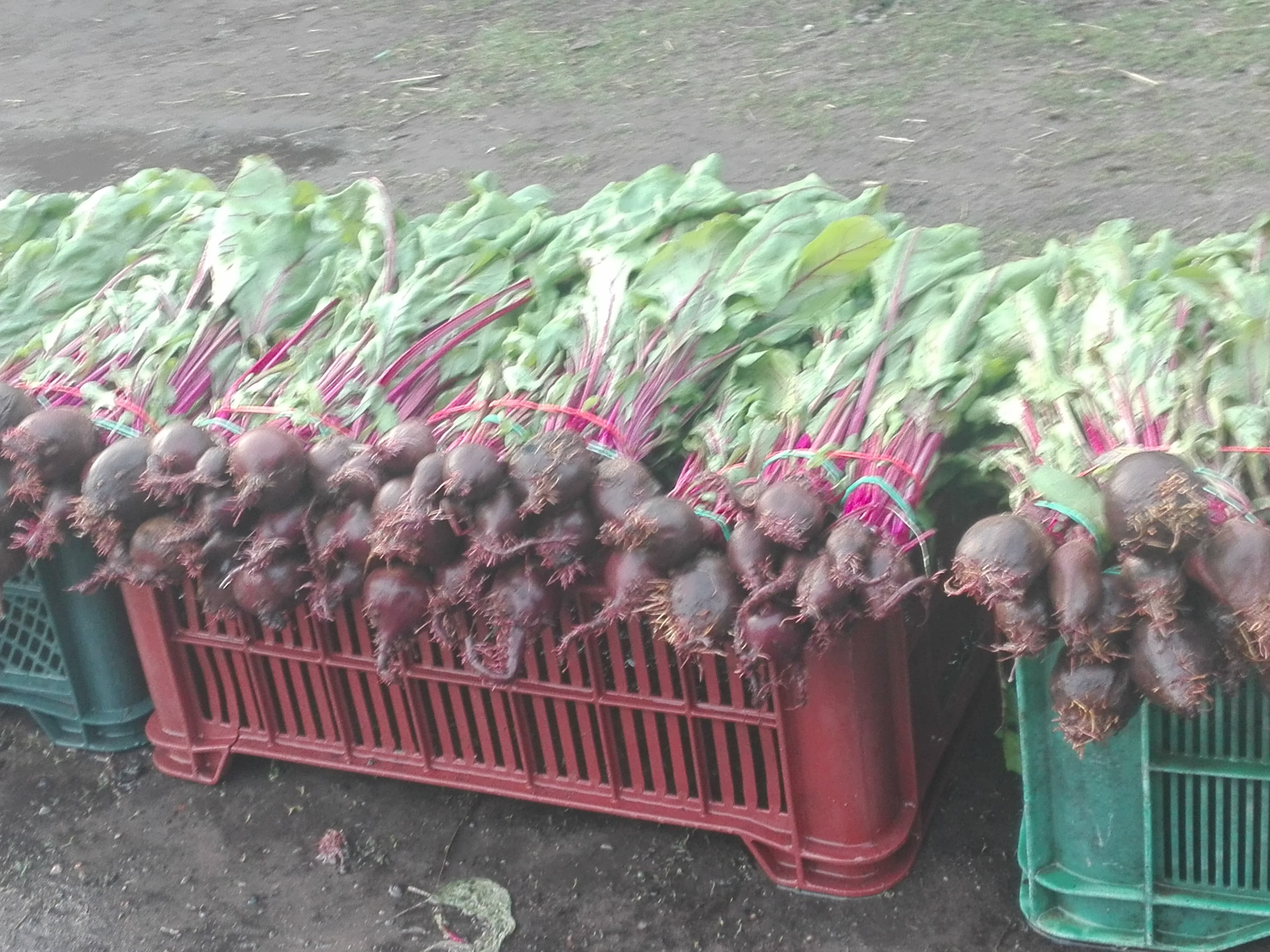 Sprzedam botwinę  — zdjęcie 3