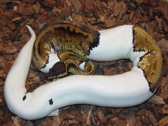 Albino i laciate pytony pilke na sprzedaz