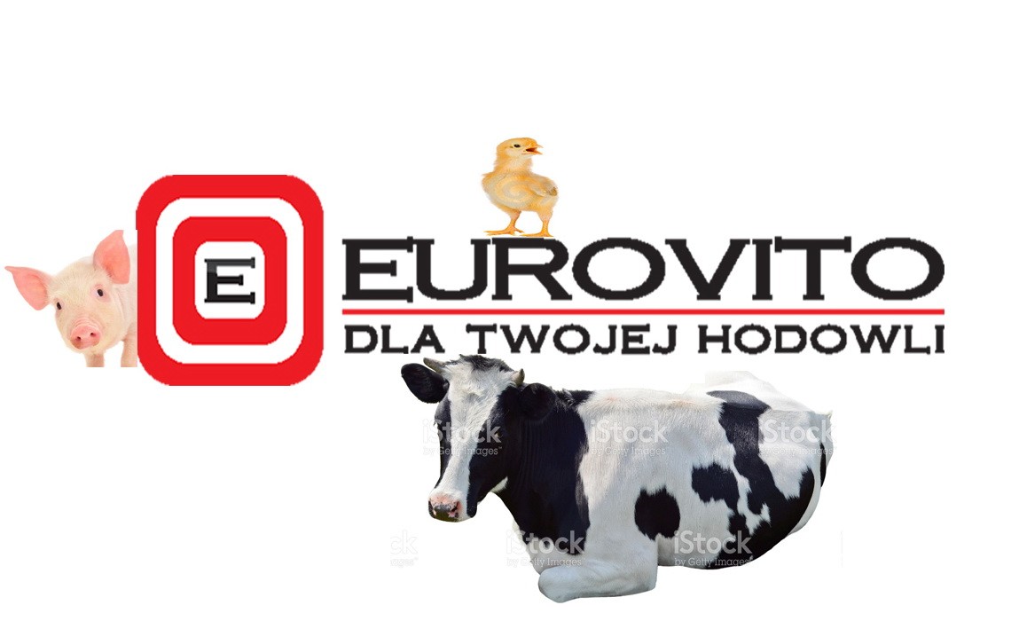 Kupię łubin słodki