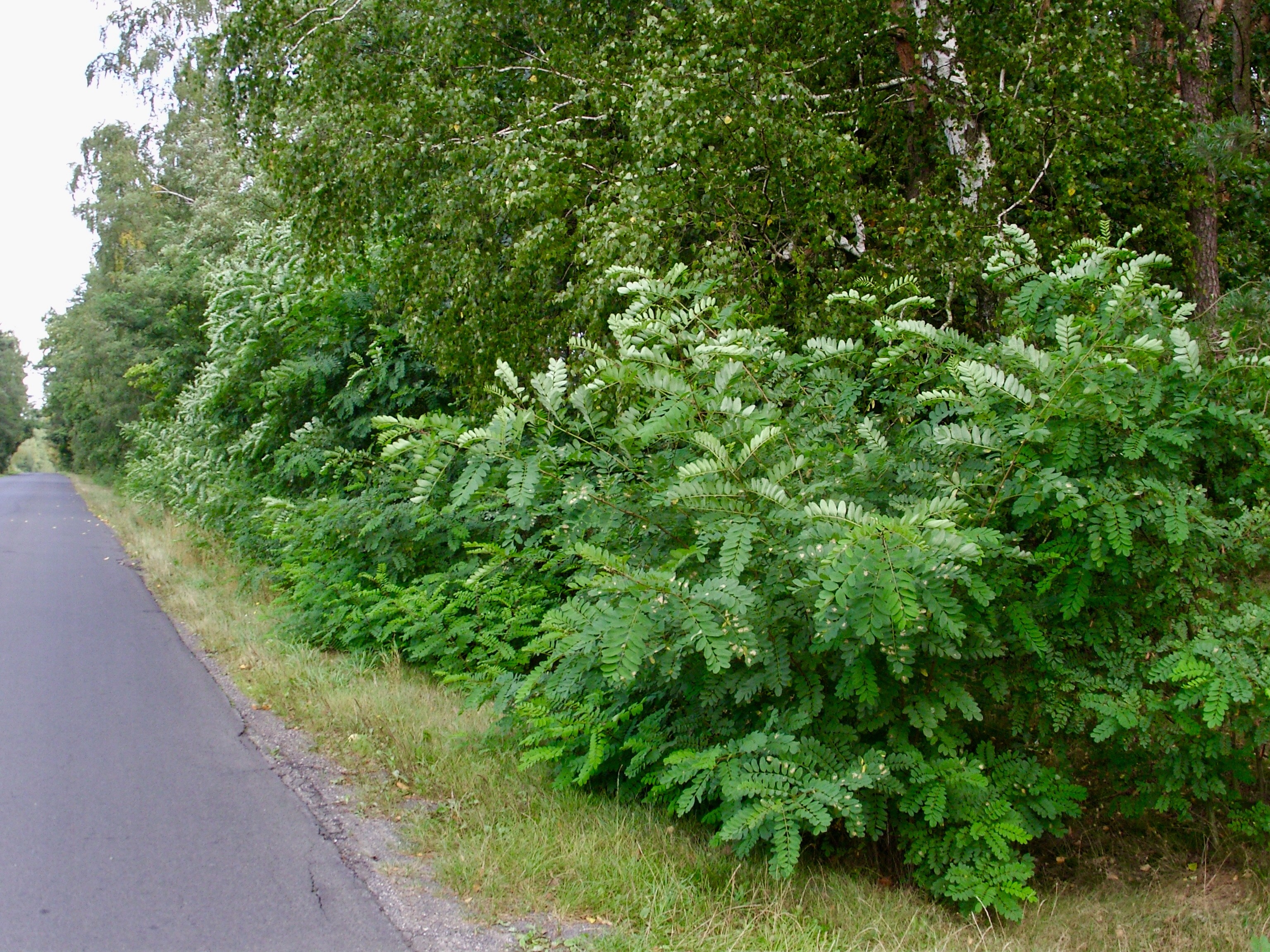 Sprzedam las blisko S17, Ryki, Garwolin — zdjęcie 2