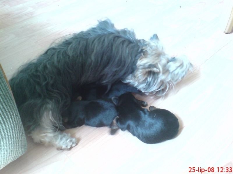 Yorki — zdjęcie 4