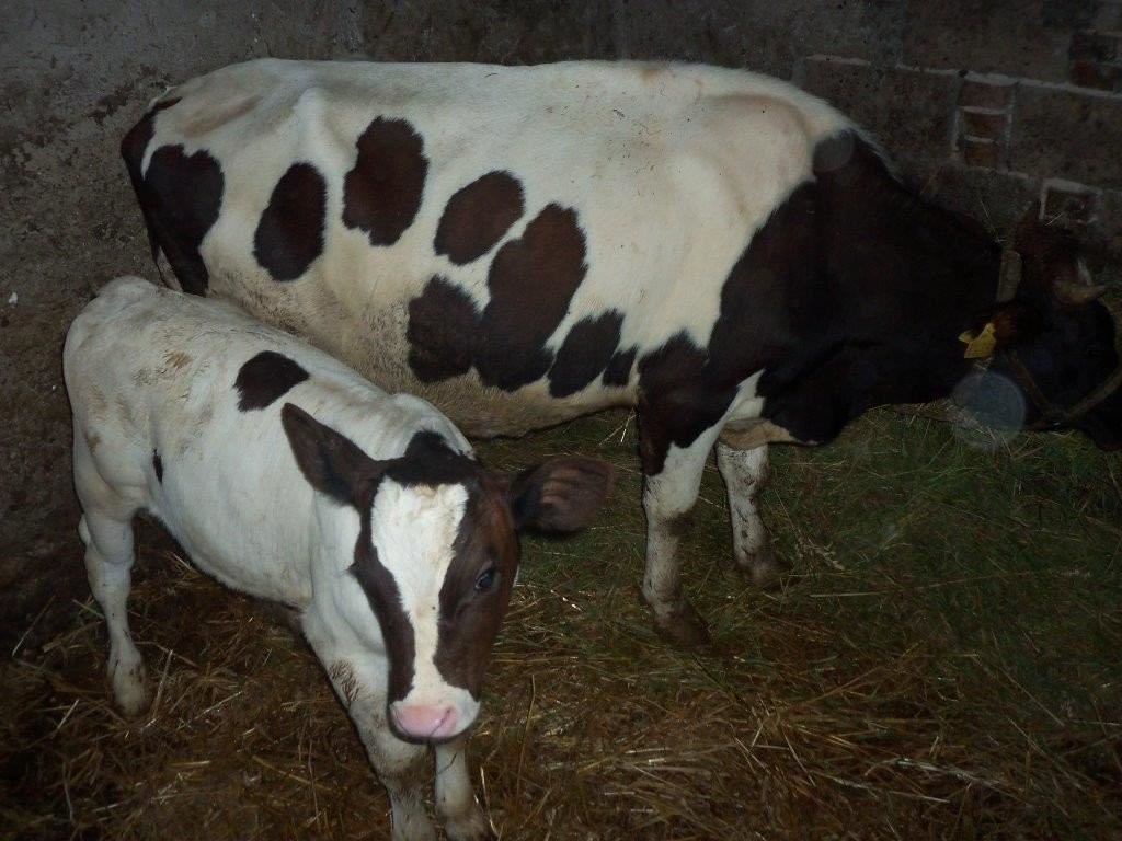 krowa z cielakiem — zdjęcie 2