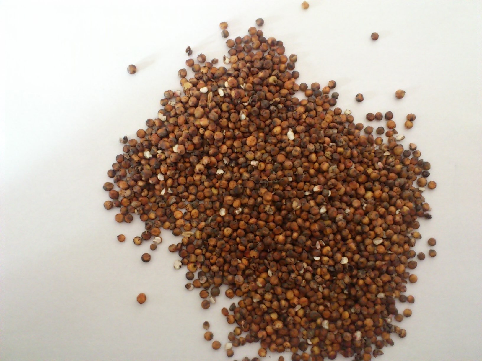 Sprzedam SORGO