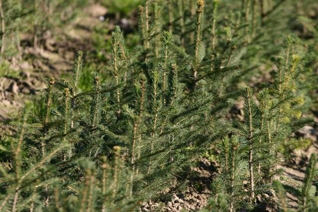 Sadzonki na plantacje choinkowe — zdjęcie 1