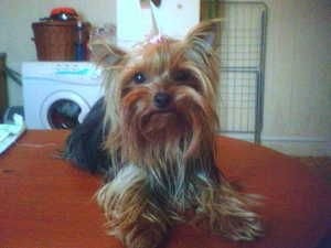 yorki shire terrier