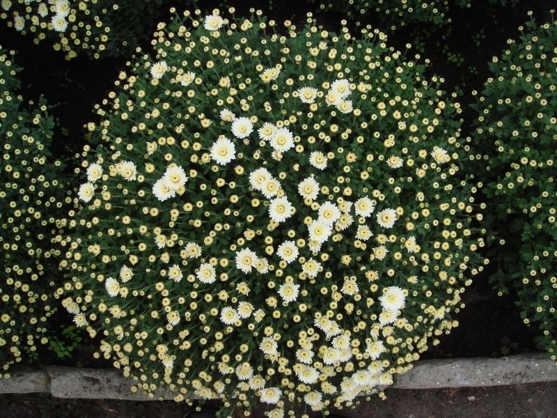 CHRYZANTEMY