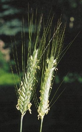 kupie zyto