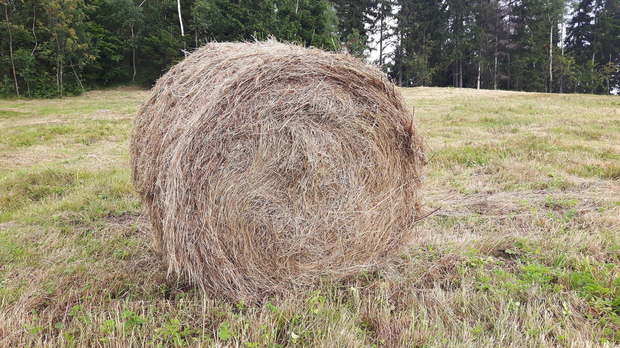 Sprzedam siano