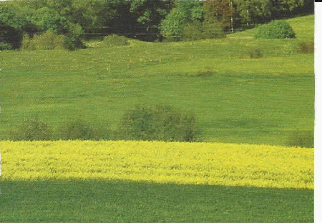 Siedlisko sprzedam — zdjęcie 2