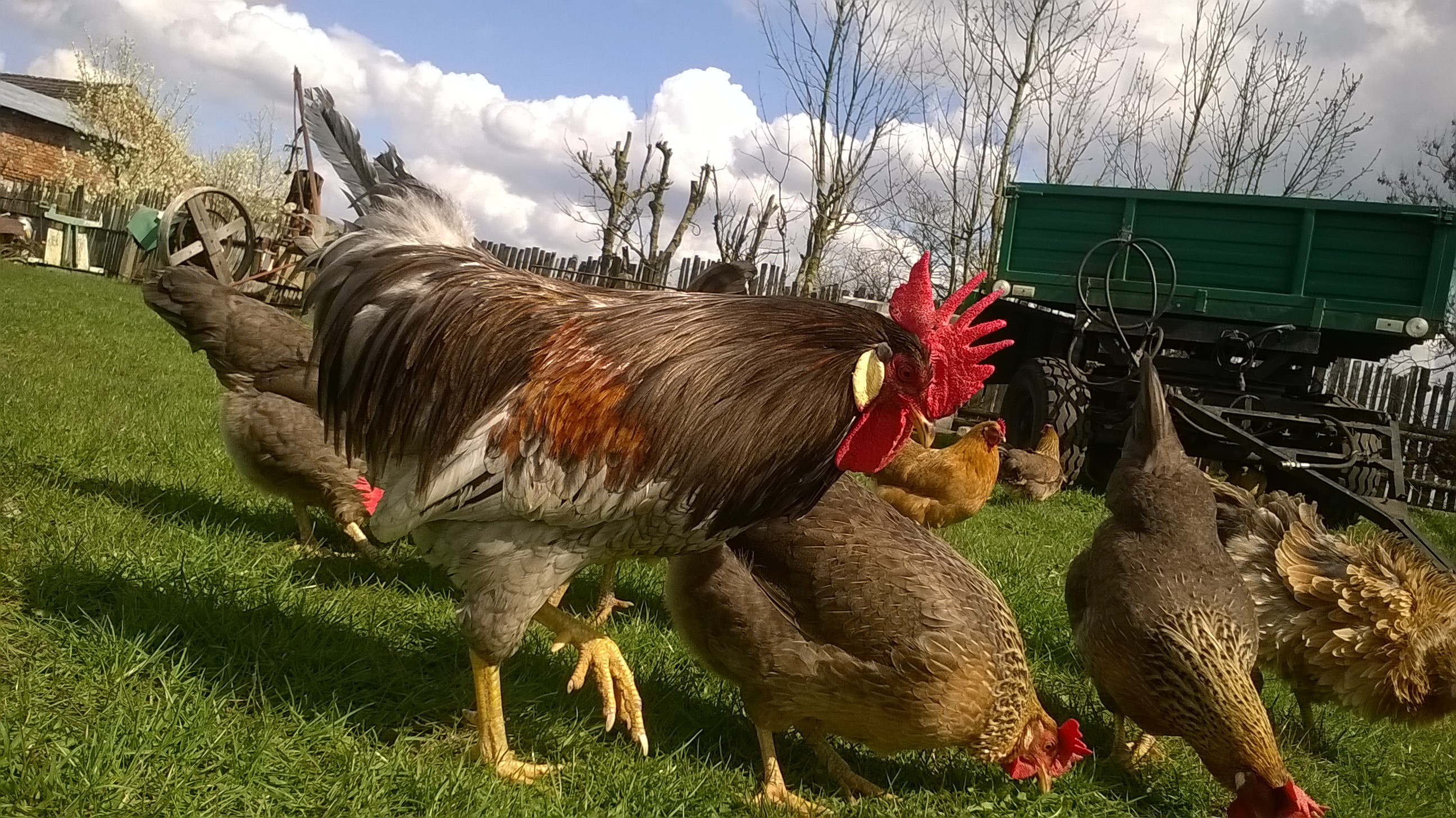 Sprzedam młode kurczaki hybrydy ras : Australop, Marans i Włoszka — zdjęcie 1