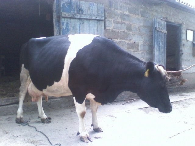 KROWA Z CIELAKIEM