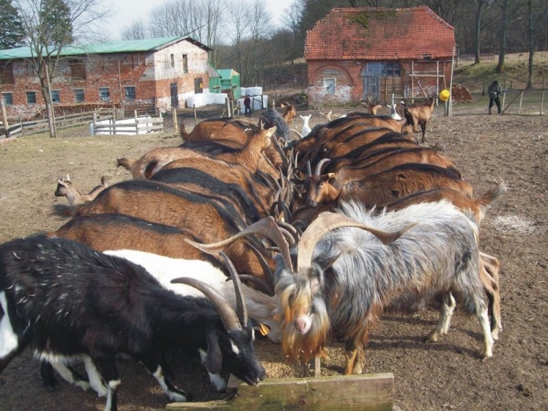 Kozły Alpejskie — zdjęcie 1