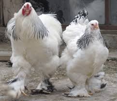  Ukraina. Mieso drobiowe, filet z piersi kurczaka 6 zl/kg,skrzydla 5zl