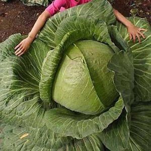  Ukraina. Ziemniaki 0,25 zl/kg, kapusta 0,40 zl/kg biala, czerwona
