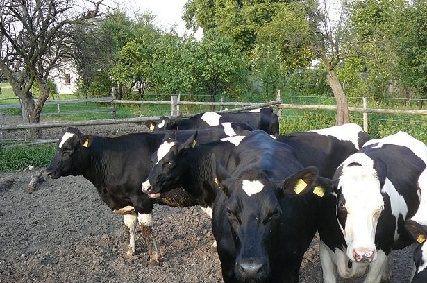 jałówki hodowlane HF cielne 6-8 m-cy — zdjęcie 1
