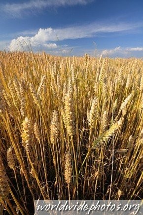 KUPiĘ PSZENICĘ paszową i konsumpcyjną