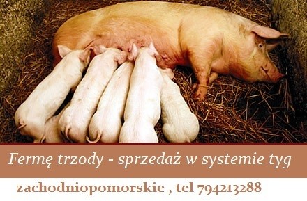 Fermę trzody - sprzedaż w systemie tyg