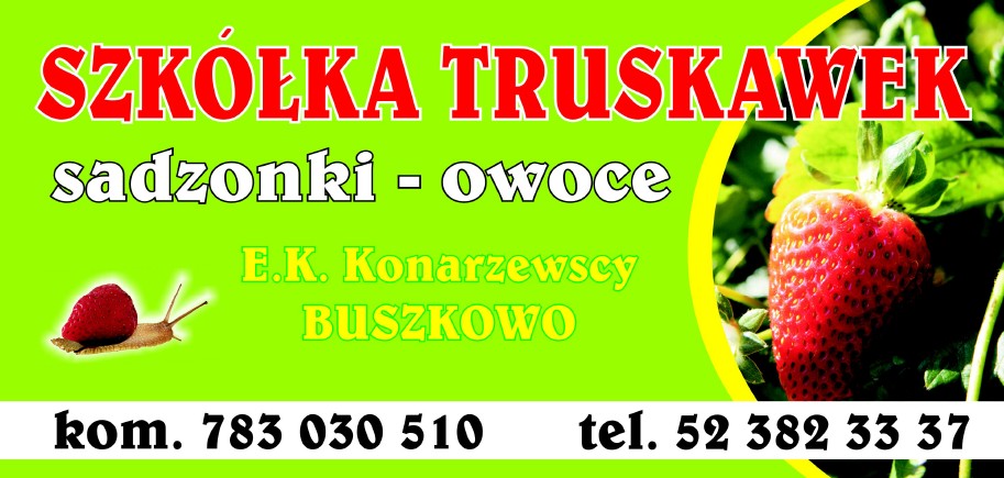 sadzonki i owoce truskawek wielu odmian LICENCJONOWANA SZKÓŁKA — zdjęcie 6