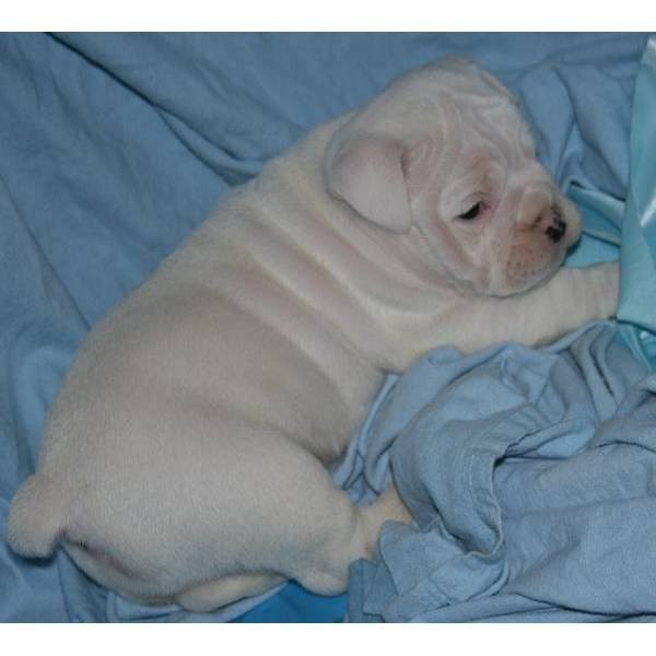 Kobieta buldog angielski