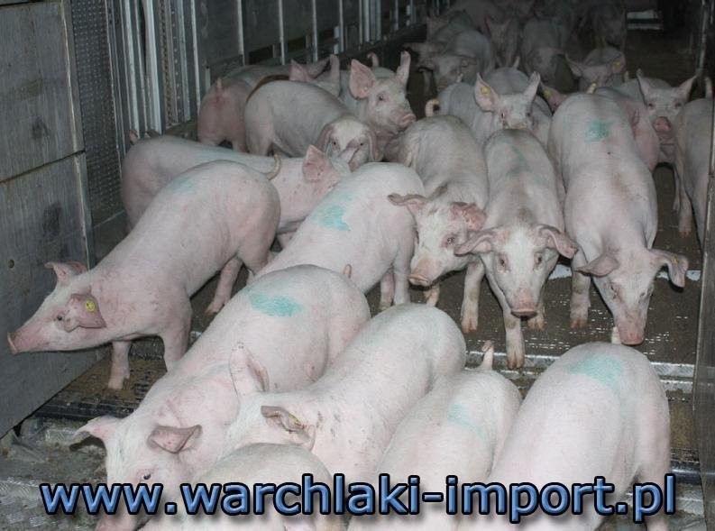 IMPORT WARCHLAKÓW DUŃSKICH I NIEMIECKICH — zdjęcie 1