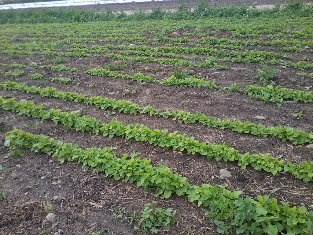 Sadzonki kozłka lekarskiego odmiana lubel