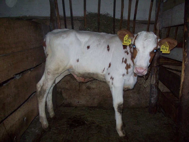 Sprzedam byczka 100kg. — zdjęcie 1