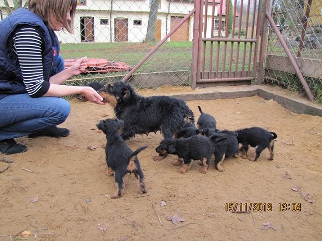 Jagdterrier,szczeniaki 10 tygodni — zdjęcie 4