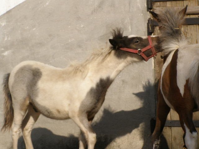 kuck ogierek 950 zł — zdjęcie 2