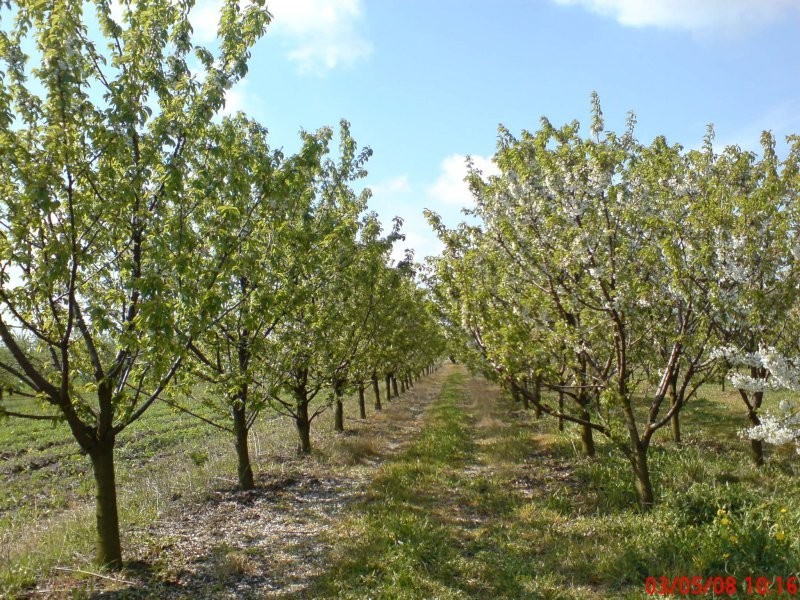 SPRZEDAM 4,16 HA PILNIE !!!!!!