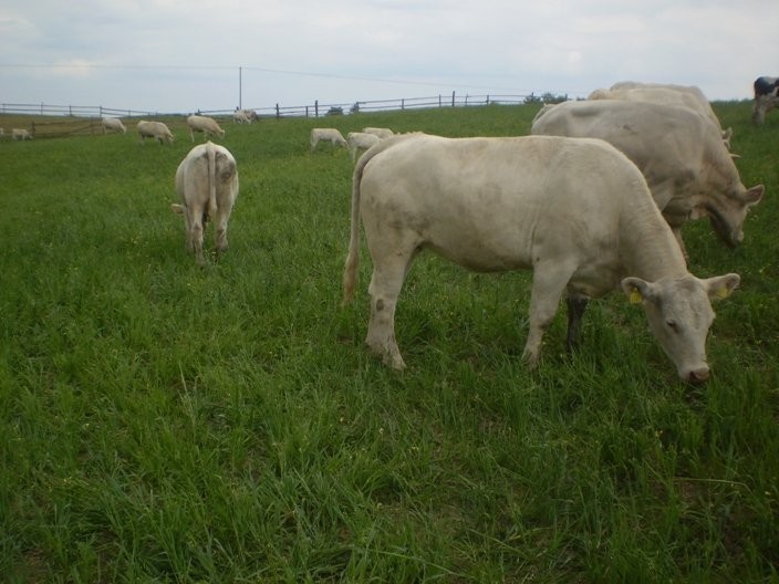 JAŁÓWKI MIĘSNE RASY CHAROLAIS 100% — zdjęcie 3
