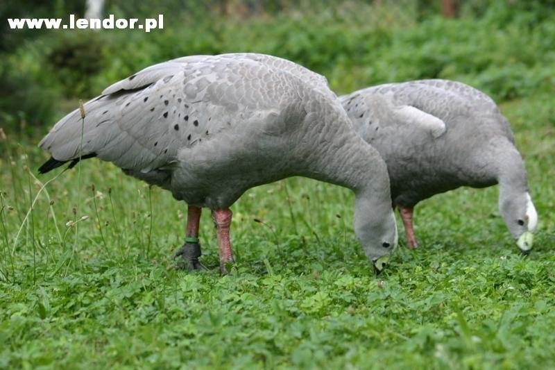 Kaczki i gęsi ozdobne — zdjęcie 1