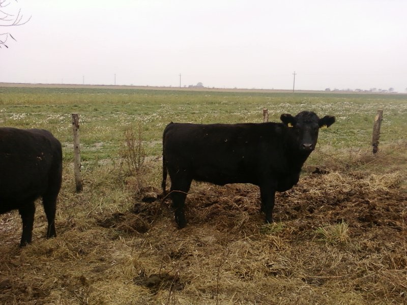 Aberdeen Angus — zdjęcie 2