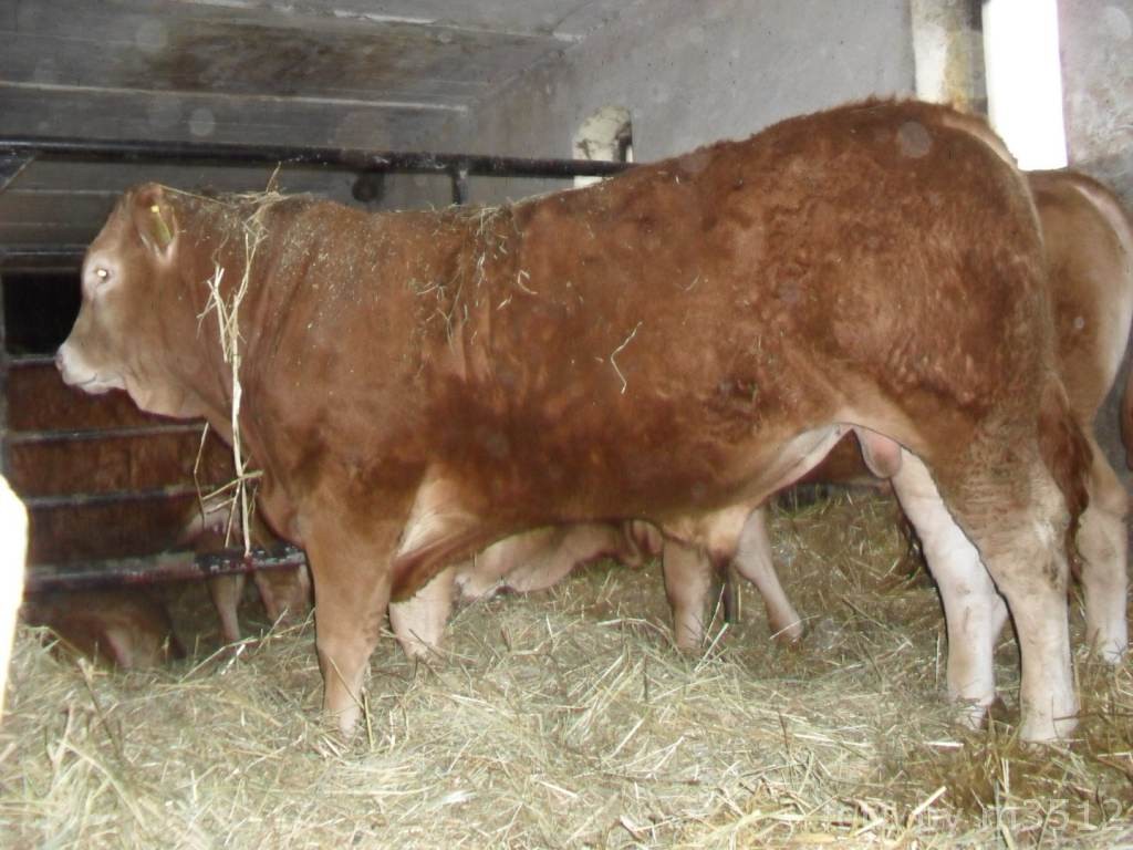 SPRZEDAM Byki i jałówki odsadki rasy Limousin czysto rasowe. 