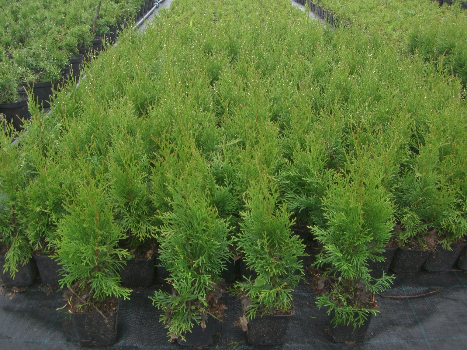 Tuja (thuja) szmaragd sadzonki.