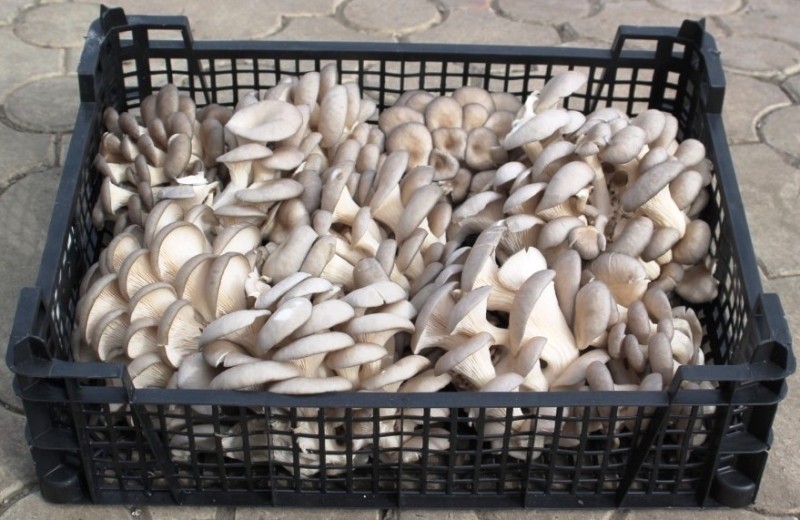 Sprzedam podłoże do Boczniaków(15kp) 7 zł/sztuka, świeże boczniaki, bo