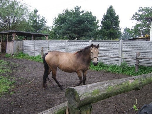 Klacze Felińskie — zdjęcie 2