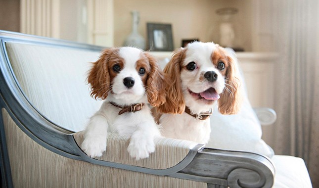 Cavalier king charles szczeniaki
