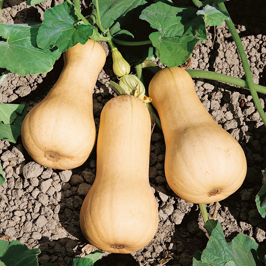 Sprzedam dynię Butternut 