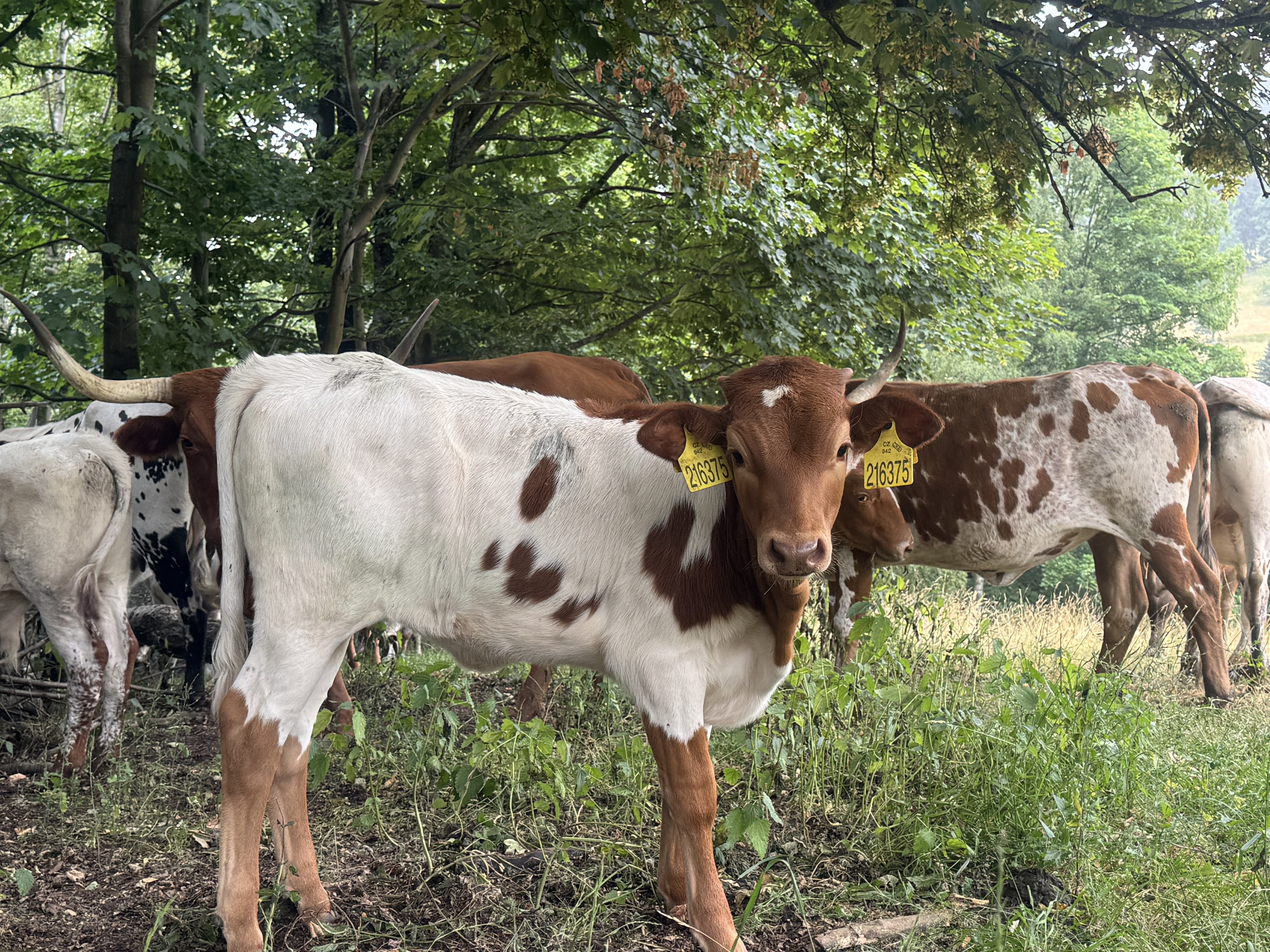 Texas longhorn for sale — zdjęcie 2
