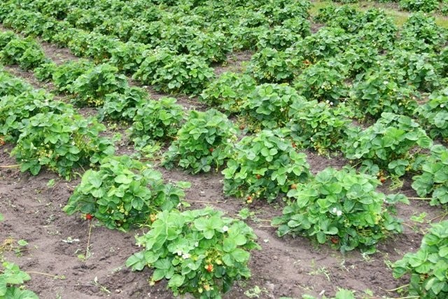 Sadzonki truskawek powtarzające Selva zielone — zdjęcie 5