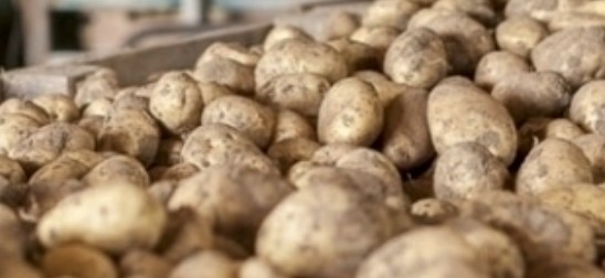 Sprzedam 1000 ton zmieniaków z własnego gospodarstwa rolnego