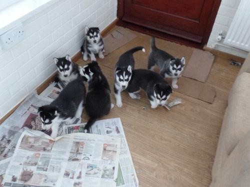 Wspaniałe szczenięta husky syberyjskiej