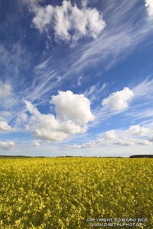 Kupię zboże, kukurydzę, rzepak — zdjęcie 2
